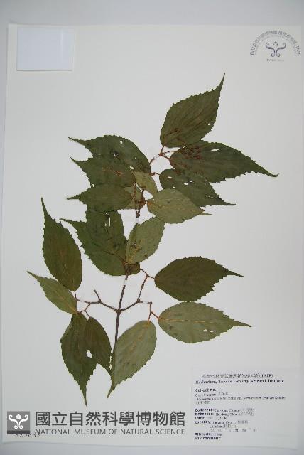 紅子莢迷藏品圖，第1張