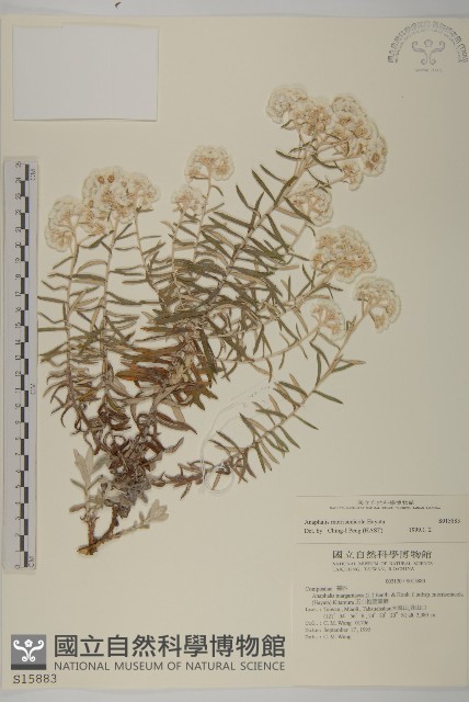玉山抱莖籟簫藏品圖，第1張