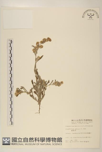 鼠麴草藏品圖，第1張