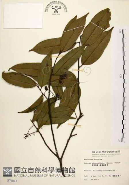 墨點櫻桃、黑星櫻藏品圖，第1張