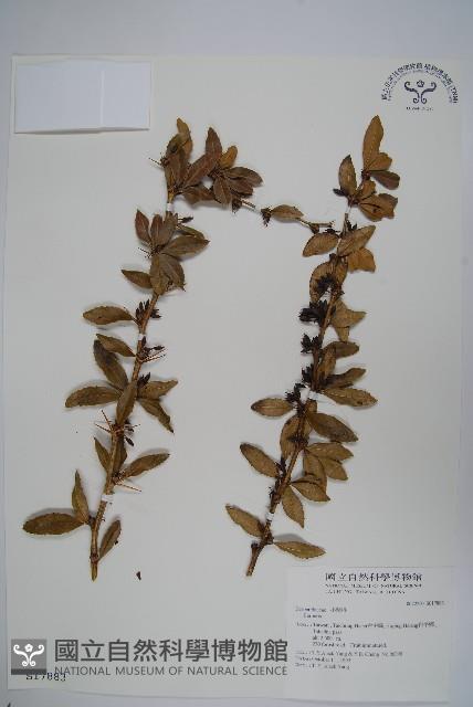 臺灣小蘗藏品圖，第1張