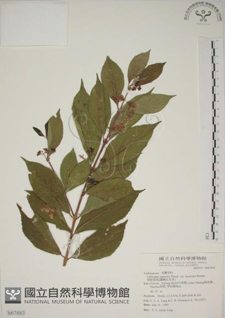 朝鮮紫珠、蘭嶼女兒茶藏品圖，第1張