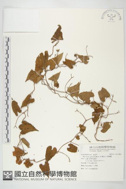 菜欒藤藏品圖，第1張