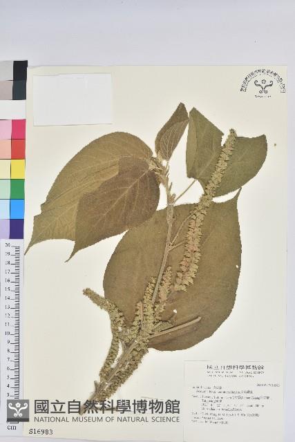 尖尾鐵莧藏品圖，第1張