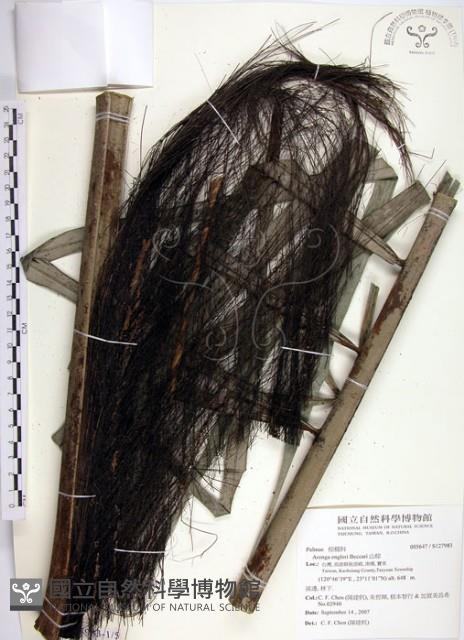 山棕藏品圖，第1張