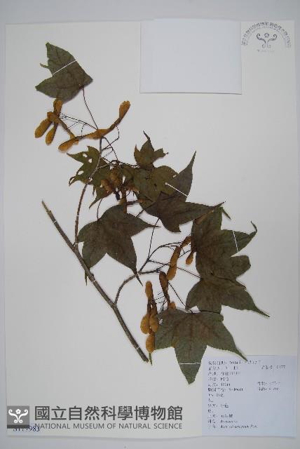 五裂槭藏品圖，第1張