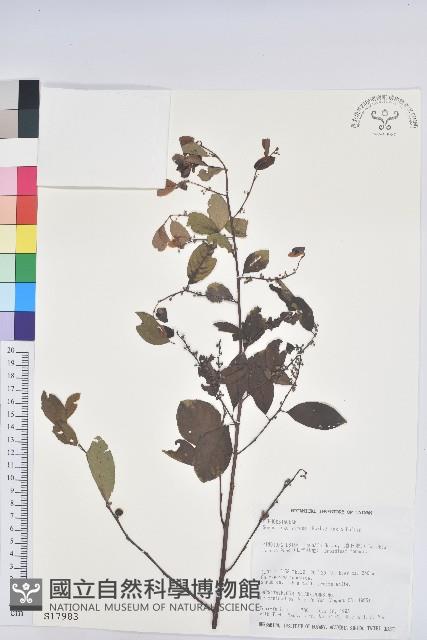 白飯樹藏品圖，第1張