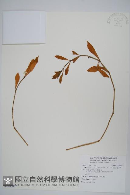 空心蓮子草藏品圖，第1張