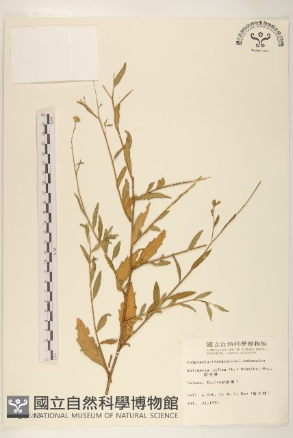 雞兒腸藏品圖，第1張