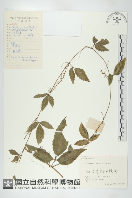 光葉絞股藍藏品圖，第1張