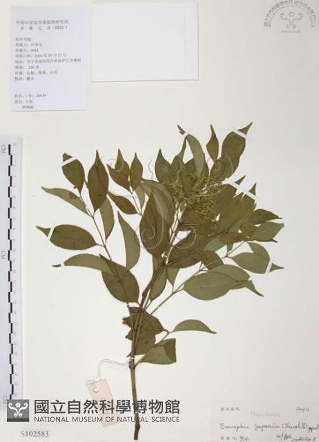 灰色木藍藏品圖，第1張