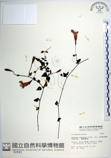 倒地蜈蚣、四角銅鑼藏品圖，第1張