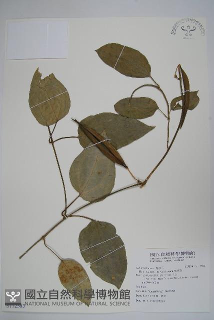 布朗藤藏品圖，第1張