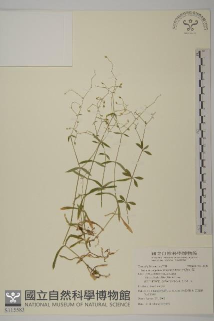 亞毛無心菜藏品圖，第1張