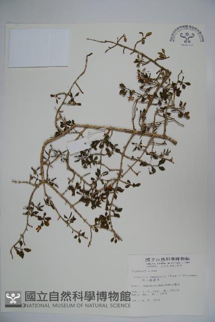 川上氏忍冬藏品圖，第1張