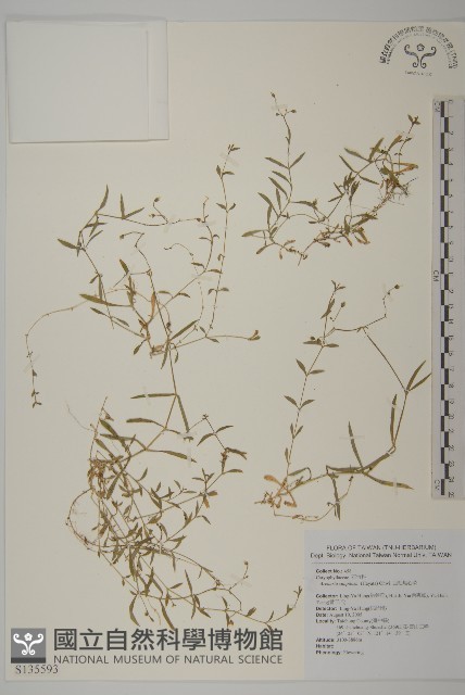 玉山石竹藏品圖，第1張