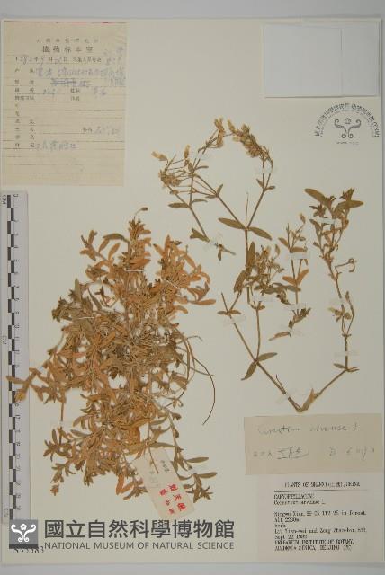 卷耳藏品圖，第1張