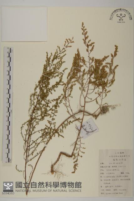 茵蔯蒿藏品圖，第1張