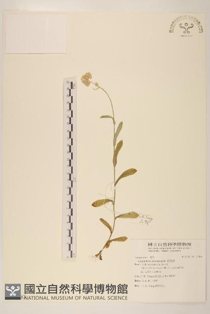 鼠麴舅藏品圖，第1張