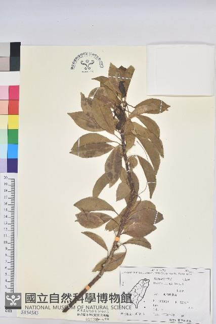 土沉香藏品圖，第1張