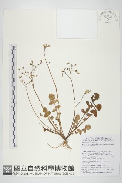 大花黃鵪菜藏品圖，第1張