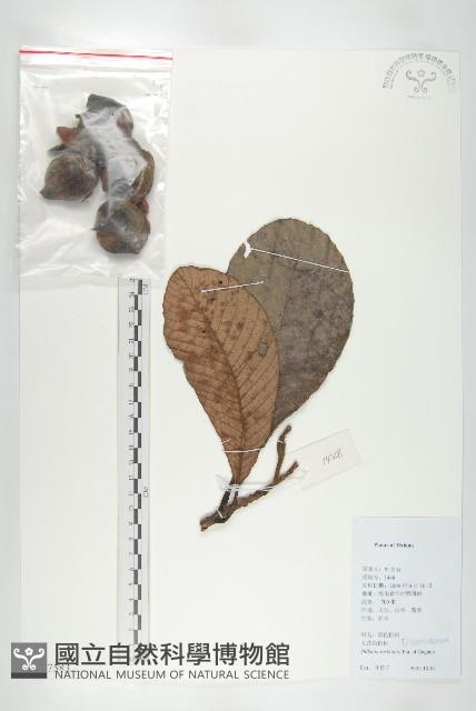 大花五椏果藏品圖，第1張