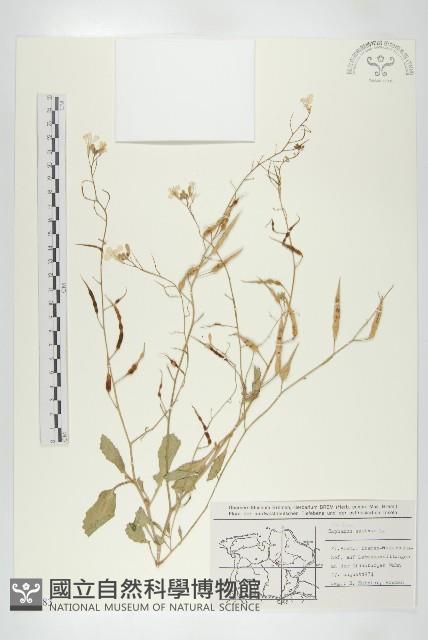 Accession Number:S077583 Collection Image, Figure 1, Total 2 Figures