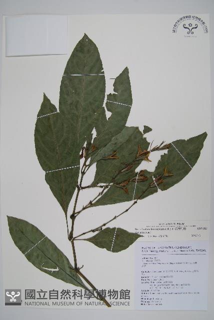 長穗馬藍藏品圖，第1張