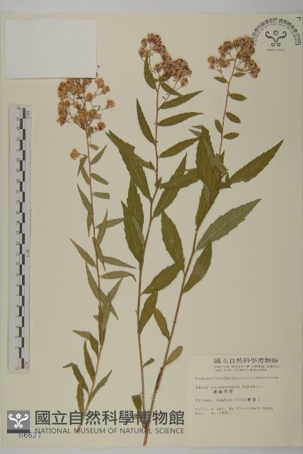 臺灣馬蘭藏品圖，第1張