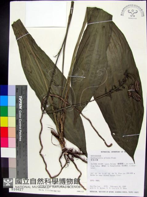 白鶴蘭藏品圖，第1張