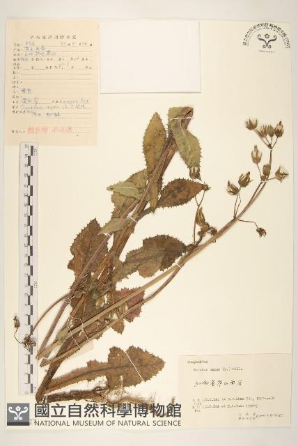 鬼苦苣菜藏品圖，第1張