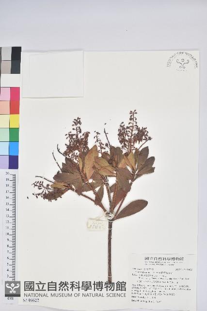 臺灣馬醉木藏品圖，第1張