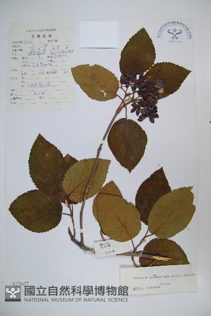 圓葉莢迷藏品圖，第1張
