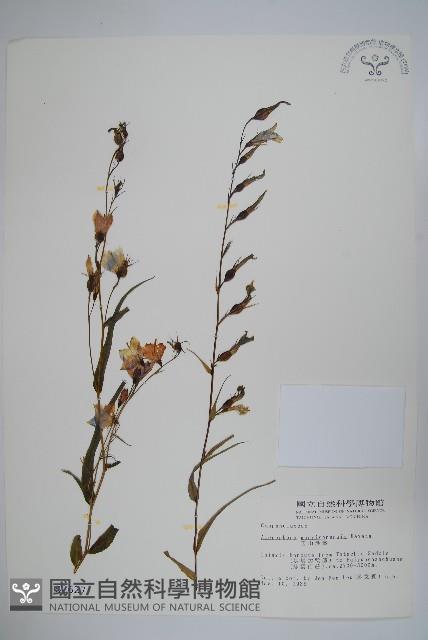 玉山沙參藏品圖，第1張