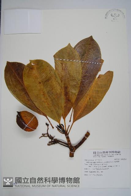 海檸檬、類黑板樹藏品圖，第1張