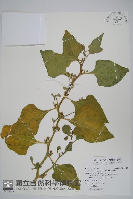 番杏藏品圖，第1張