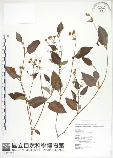 火炭母草、清飯藤藏品圖，第1張