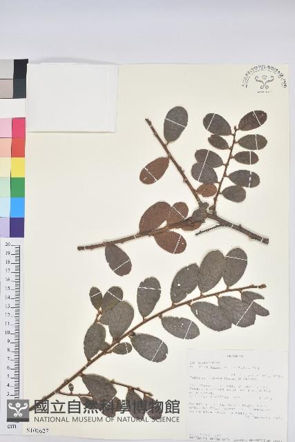 登錄號:S100627藏品圖，第1張