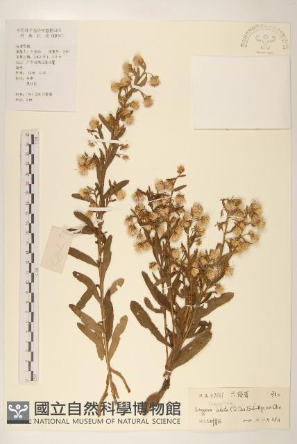 六角草藏品圖，第1張
