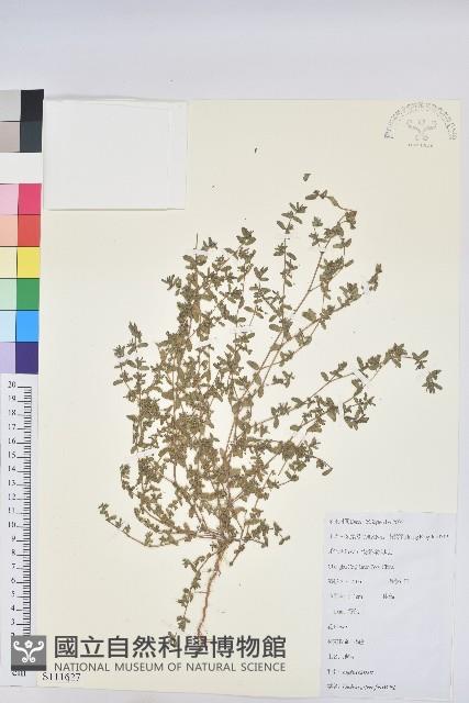 地錦藏品圖，第1張