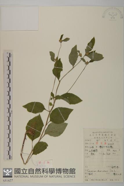 煙管草藏品圖，第1張