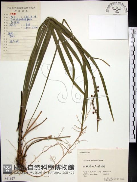 麥門冬藏品圖，第1張