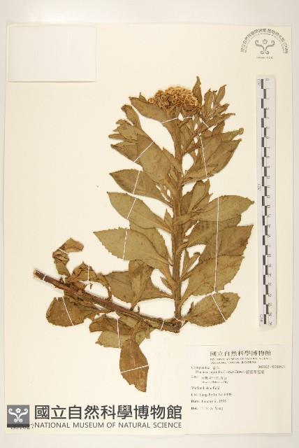 翼莖闊苞菊藏品圖，第1張