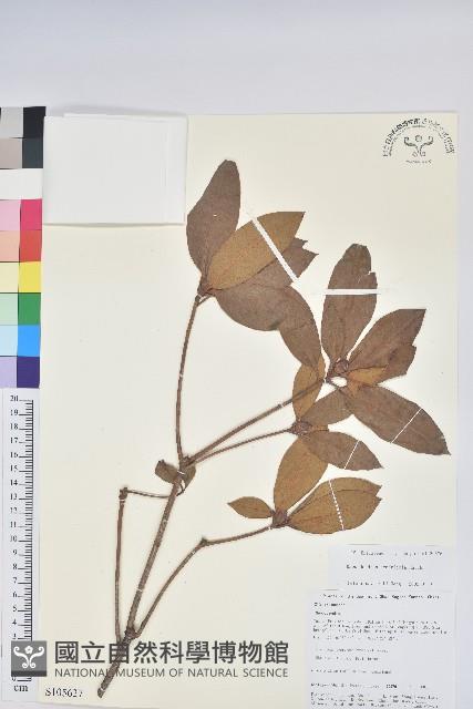 附生杜鵑藏品圖，第1張