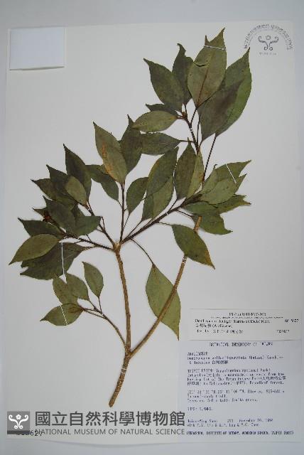 臺灣樹參藏品圖，第1張