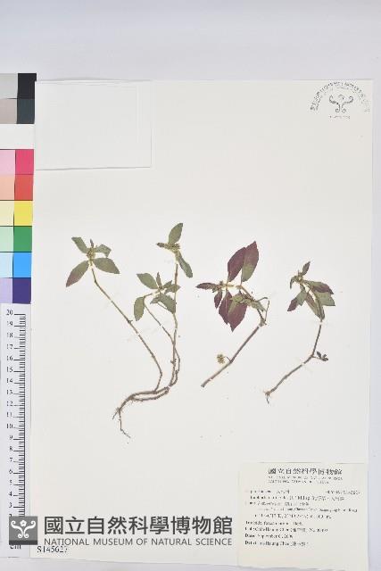 乳仔草、大飛揚藏品圖，第1張