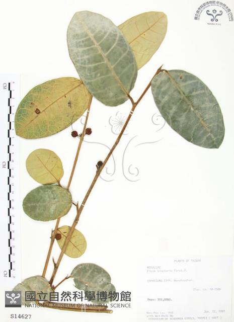 山豬枷藏品圖，第1張