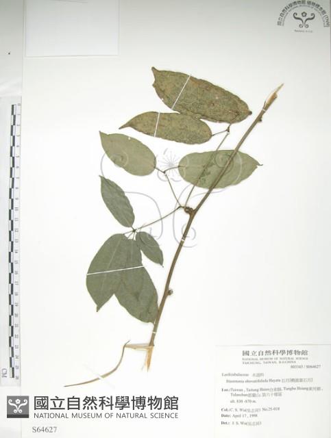 石月、橢圓葉石月藏品圖，第1張