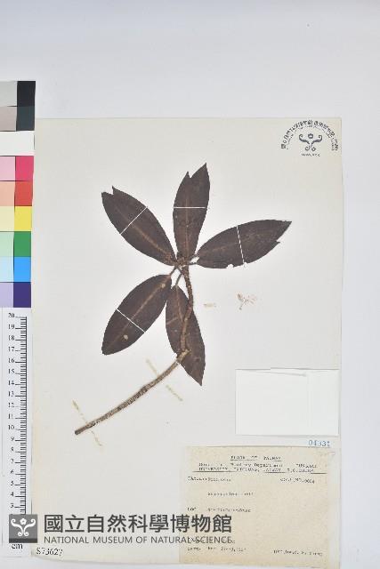 森氏杜鵑、森氏滿江紅藏品圖，第1張