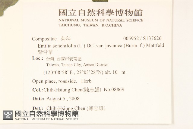 短梗土丁桂藏品圖，第1張